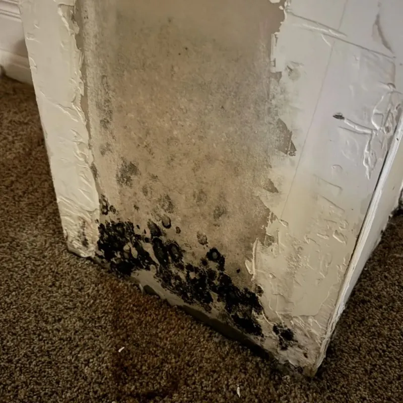 Professional Mold Removal in Sparta, NC